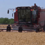 رفع أسعار توريد القمح المحلي في مصر إلى 41.32 دولار للطن