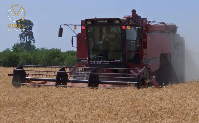 رفع أسعار توريد القمح المحلي في مصر إلى 41.32 دولار للطن