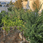 تحذيرات من موجة حر متوقعة في الأيام القادمة