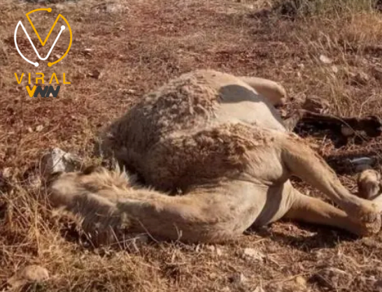 مستوطن يهاجم مزرعة في شرق طولكرم