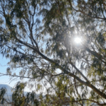 درجات حرارة مرتفعة وأجواء حارة متوقعة