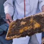 الحساسية لسم الحشرات وتداعياتها القاتلة