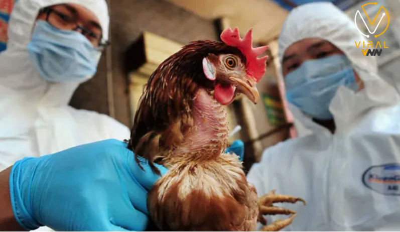 إنفلونزا الطيور تعود لتهدد أستراليا