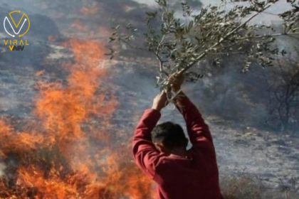 مستوطنون يشعلون النيران في أشجار الزيتون والمحاصيل الزراعية