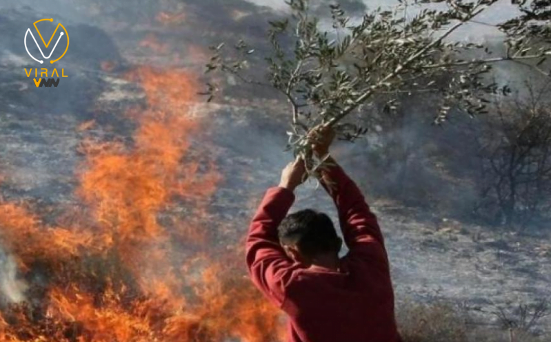 مستوطنون يشعلون النيران في أشجار الزيتون والمحاصيل الزراعية