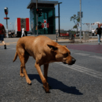 تركيا تشرع في حملة لجمع الكلاب الضالة من الشوارع