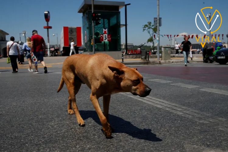 تركيا تشرع في حملة لجمع الكلاب الضالة من الشوارع