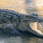 إصابة عامل في حديقة حيوانات بالقدس بعد هجوم تمساح خلال العمل