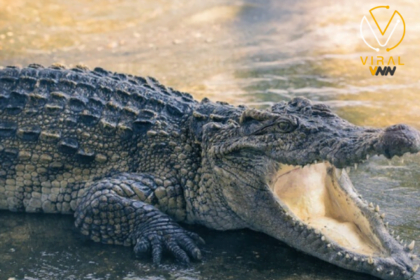 إصابة عامل في حديقة حيوانات بالقدس بعد هجوم تمساح خلال العمل