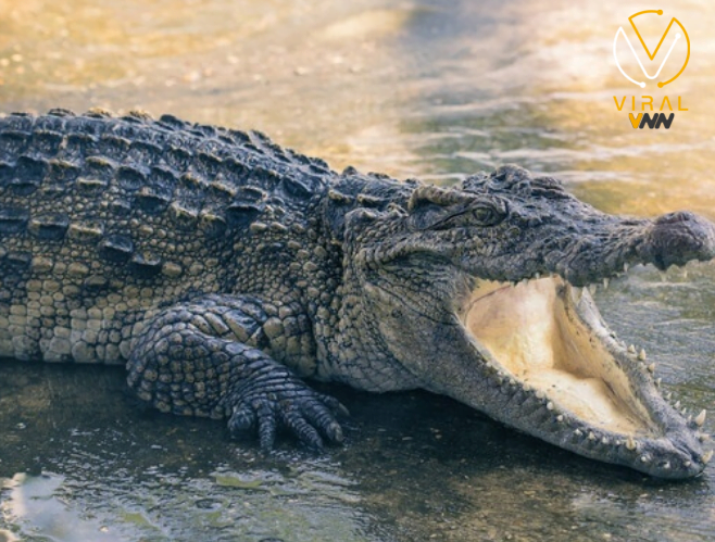 إصابة عامل في حديقة حيوانات بالقدس بعد هجوم تمساح خلال العمل