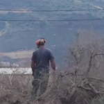 مستوطنون يدمرون 100 شجرة زيتون في ياسوف شرق سلفيت