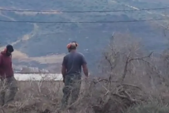 مستوطنون يدمرون 100 شجرة زيتون في ياسوف شرق سلفيت